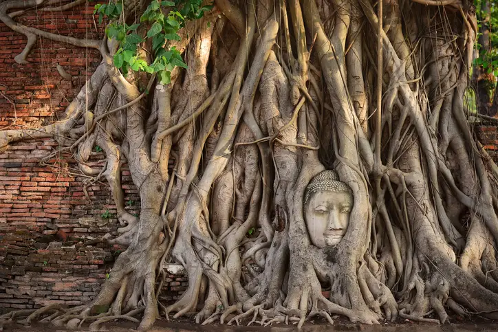 A Buddha’s Head Hiding Inside a Tree in Thailand Continues to Amaze