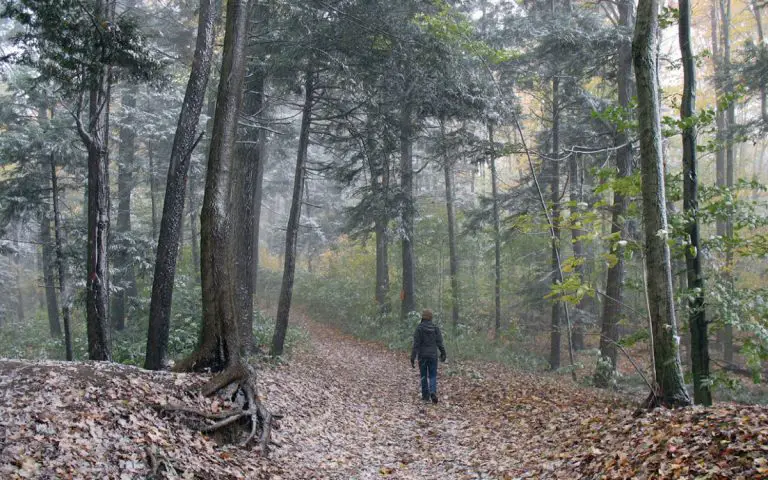 Won’t Believe It. Lost Man Survived 9 Days In a Creepy Forest Alone