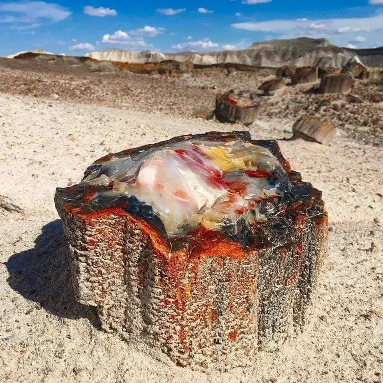 Petrified Tree Trunk in Arizona is 225 Million Years Old